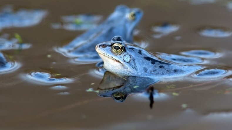 Su kurbağalarının nesli ihracat nedeniyle azalıyor; ‘habitat’ bozuldu!