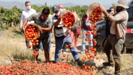 Salça fabrikaları domates fiyatlarını 30-35 kuruşlara kadar geri çekti!