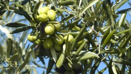 Pandemi döneminde bağışıklık sistemini güçlendiren sofralık zeytin talebi arttı