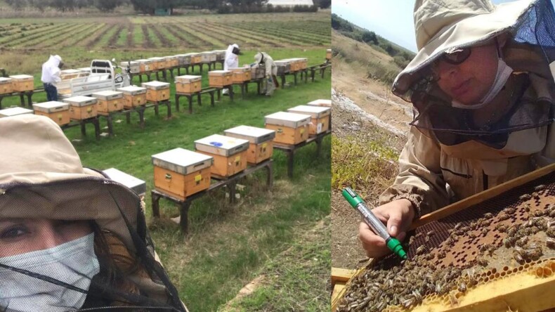 İzmir’de arı ırkı ıslah projesi ve Efe Arısı üretim çalışmaları devam ediyor