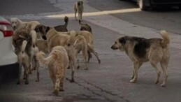 Eskimeyen tartışma: Ne olacak bu köpekler?