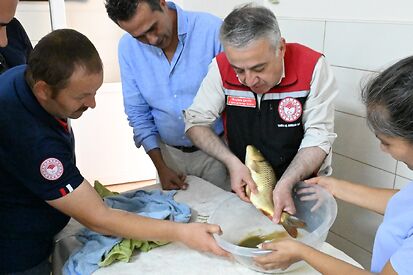 Altı milyon sazan balığı iç sularımıza bereket katacak