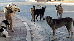 Sorun sorun içinde: Su, köpek, yol…