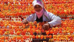 Gaziantep’in yükseklerinde kurutmalık sezonu