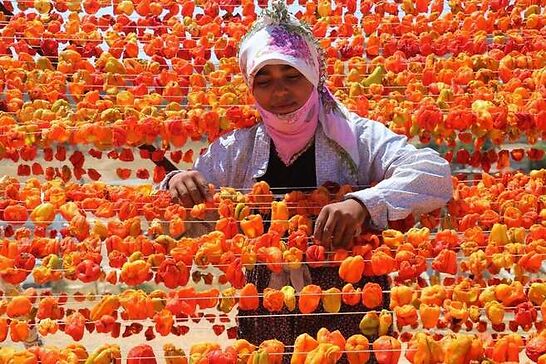 Gaziantep’in yükseklerinde kurutmalık sezonu